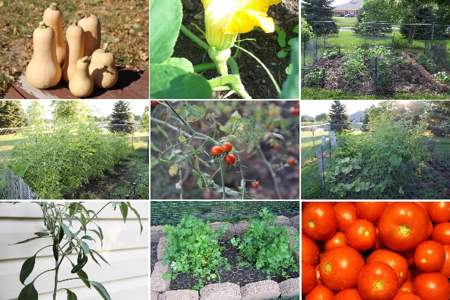 garden collage 2013